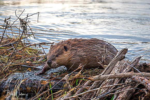 Beaver Dam, Grand Teton National Park