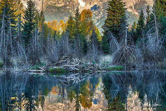 Beaver Lodge, Grand Teton National Park