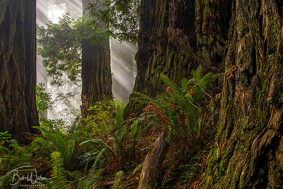Damnation Creek Trail, Redwood National Forest