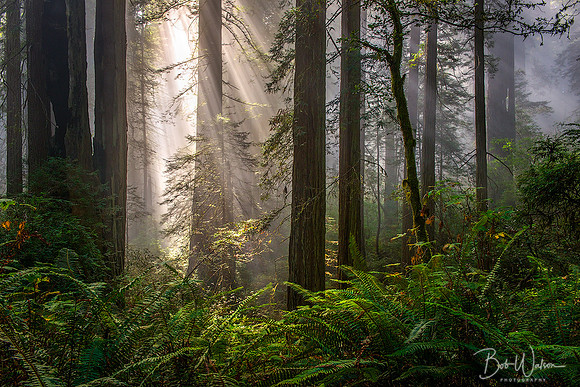 Damnation Creek Trail, Redwood National Forest