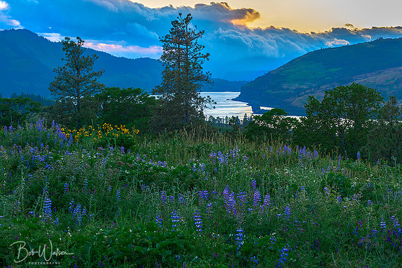 Spring Wildflowers - Columbia River Gorge