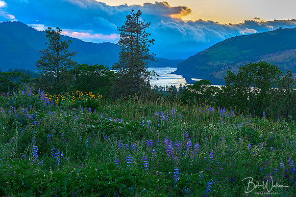 Spring Wildflowers - Columbia River Gorge