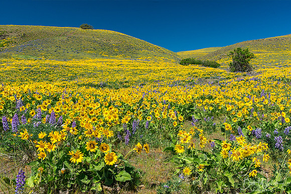 Wildflower's Spring Peak - Columbia River Gorge