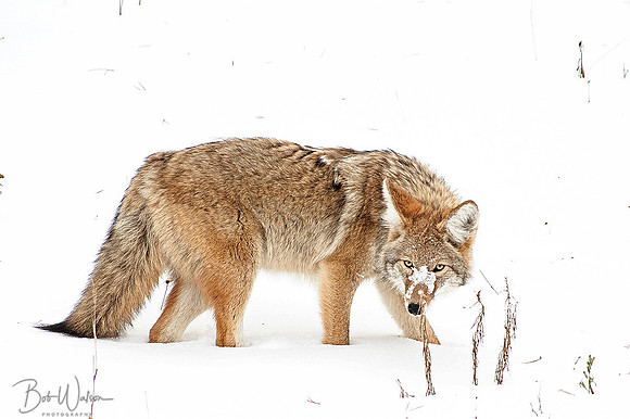 Coyote Hunting