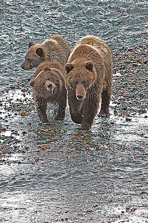 Grizzly Bear Sow with cubs travel the East Fork of the Toklat River, Denali National Park, Alaska