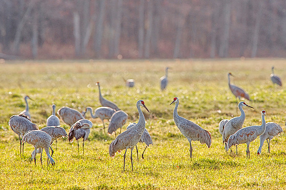 Sandhill Cranes at Jasper-Pulaski Fish and Wildlife Area, Northern Indiana