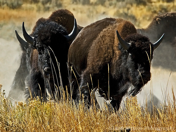 Stampeding Bison in Yellowstone National Park