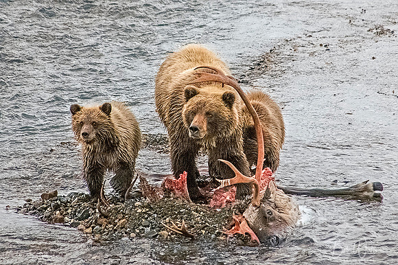 Grizzly Bear with yearling cubs feast on a caribou, Denali National Park, Alaska