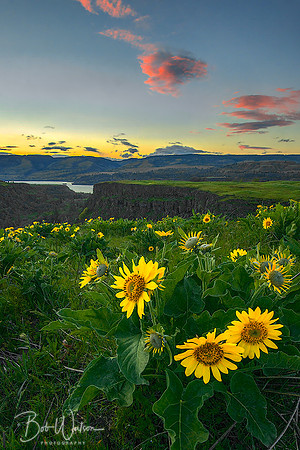 Arrowleaf Balsamroot as viewed at sunset from the Tom McCall Nature Preserve, Columbia River Gorge, Oregon