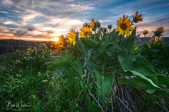 Arrowleaf Balsamroot as viewed at sunset from the Tom McCall Nature Preserve, Columbia River Gorge, Oregon