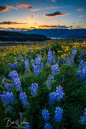 Lupine Sundown - Columbia River Gorge