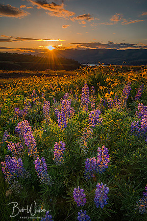 Lupines - Columbia River Gorge