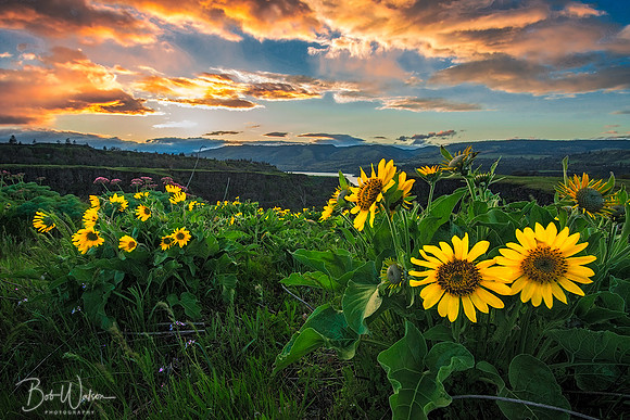 Spring Fresh
