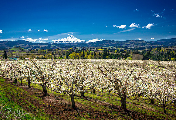 Valley of Fruit, Hood River Valley, Oregon