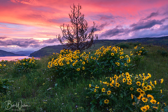 Arrowleaf Balsamroot as viewed at sunset in the Columbia River Gorge, Oregon