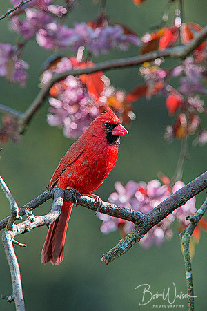 Male North American Cardinal in the spring in Northern Indiana