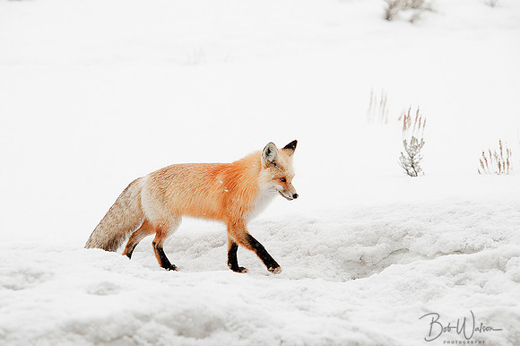 Red Fox scampers across the snow in Yellowstone National Park