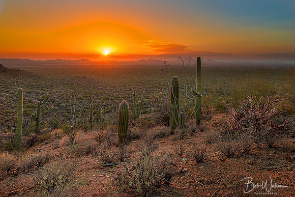 Valley View, Saguaro National Park, Arizona