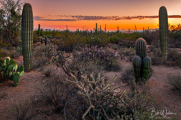 Sunset at Saguaro National Park, Arizona