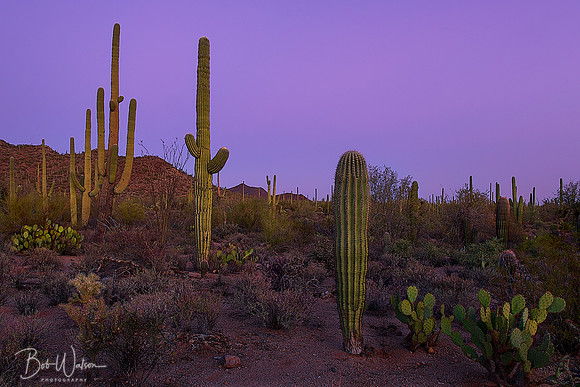 Twilight at Saguaro National Park, Arizona