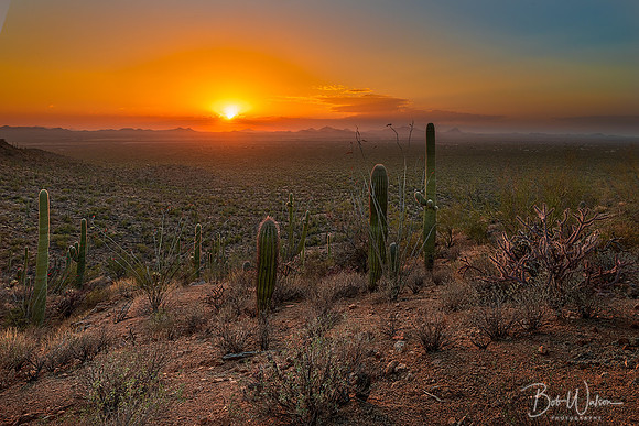 Valley View, Saguaro National Park, Arizona