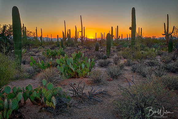 Saguaro National Park, Arizona at Sunset