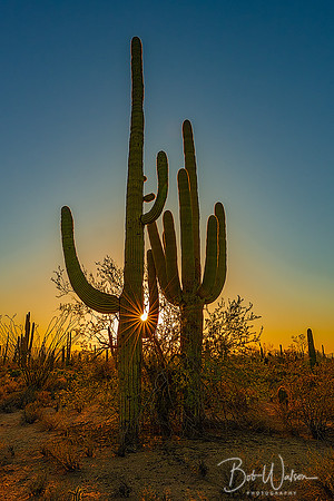 Saguaro Cacti, Saguaro National Park, Arizona