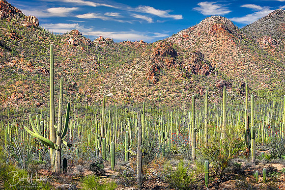 Saguaro National Park, Arizona