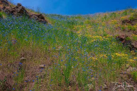Canyon's Wildflowers, Grande Ronde River Valey, Oregon