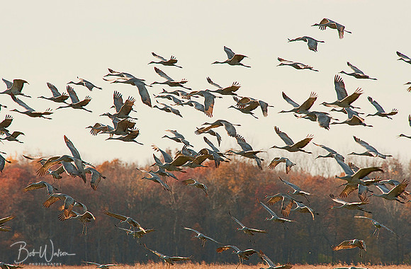 Sandhill Cranes  land at Jasper-Pulaski Fish and Wildlife Area, Northern Indiana