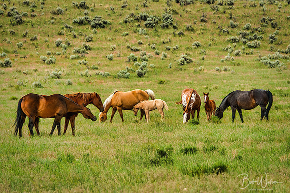 Wild Mustangs Near Steens Mountain