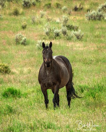 Wild Mustangs Near Steens Mountain