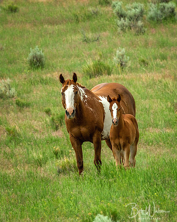 Wild Mustangs Near Steens Mountain