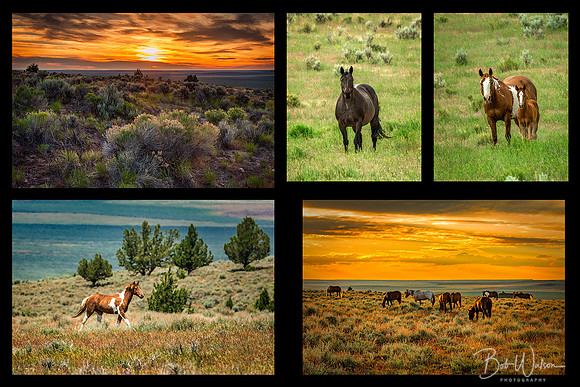 Horses, Mustangs, "Steens Mountains", "Steens Mountains Area", "Wild Horses", "Wild Mustangs", Wildlife