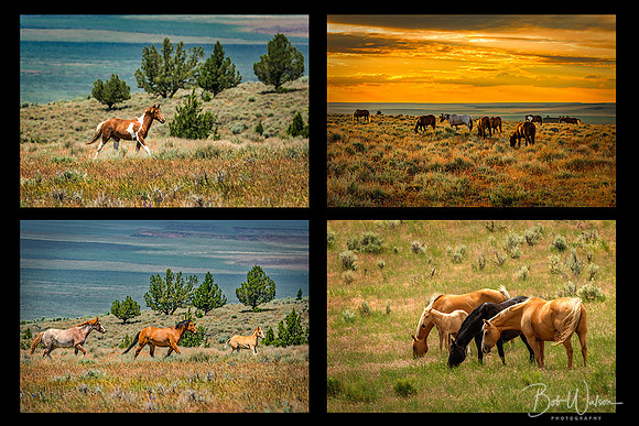 Wild Mustangs