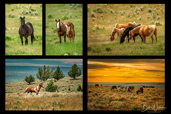 Wild Mustangs