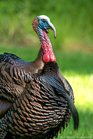 Tom Wild Turkey
