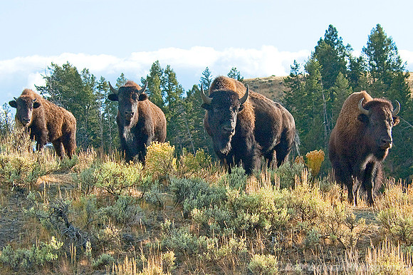 Bison overlooking the rest of the herd in Yellowstone National Park