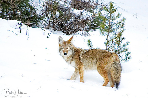 Coyote Hunting
