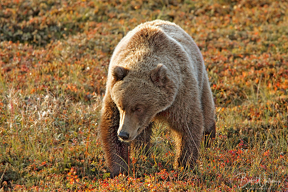 Grizzly Bear Sow