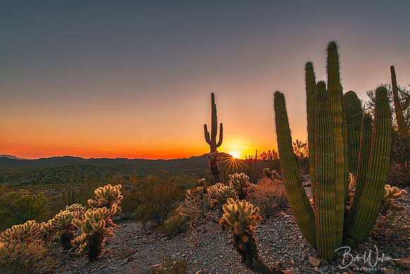 Organ Pipe Cactus National Monument, Arizona