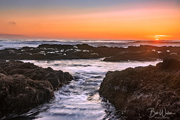 Sunset at Strawberry Hill, Cape Perpetua Scenic Area, Oregon