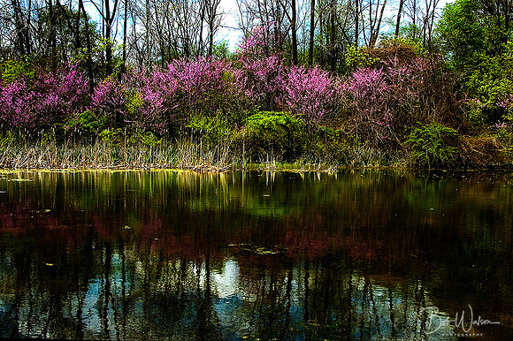 Red Bud trees on the banks of a pond near Baugo Creek, Indiana