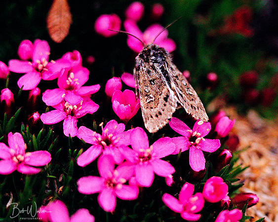 Moss Campion