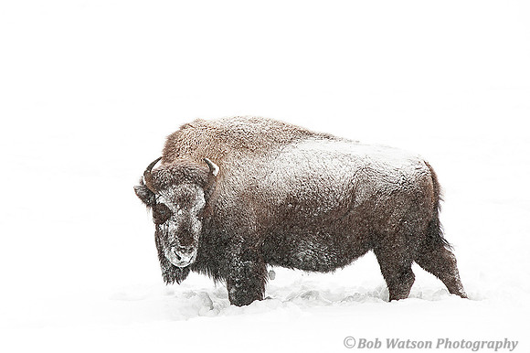 Bison In The Winter