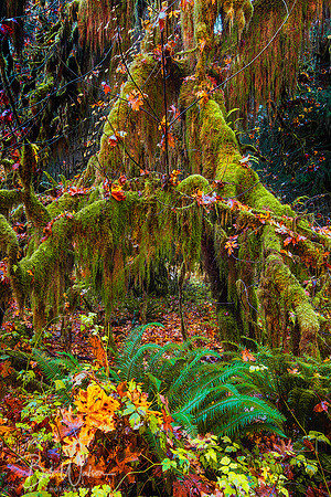 Hoh Rain Forest, Olympic National Park, Washington