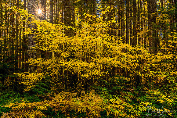 Autumn in Olympic National Park, Washington