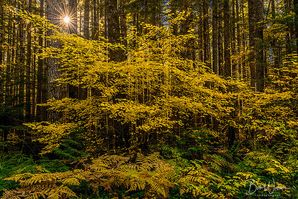 Olympic Autumn