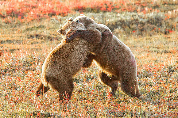 Grizzly Bear Cubs play fighting, Denali National Park, Alaska