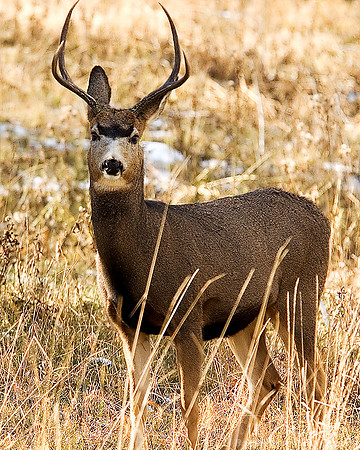 Mule Deer on Red Mountain, Crested Butte, Colorado